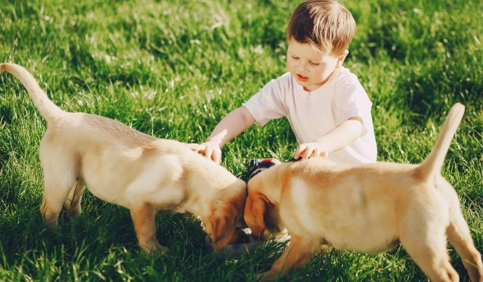 Abandonado por su familia, un niño creció entre perros y aprendió a ladrar 2 Abandonado por su familia, un niño creció entre perros y aprendió a ladrar La historia llegó a oídos de Paveena Hongsakul, representante de la Fundación para Niños y Mujeres, tras una alerta emitida por el director de una escuela en el distrito de Lap Lae.