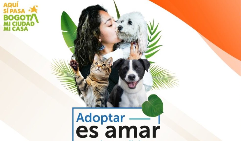Jornada de adopción: Bogotá realizará una jornada especial este 19 de julio para dar hogar a perros y gatos Bogotá abre sus puertas a la adopción responsable con una jornada especial organizada por el IDPYBA, donde más de 16 perros y gatos rescatados esperan encontrar un hogar.