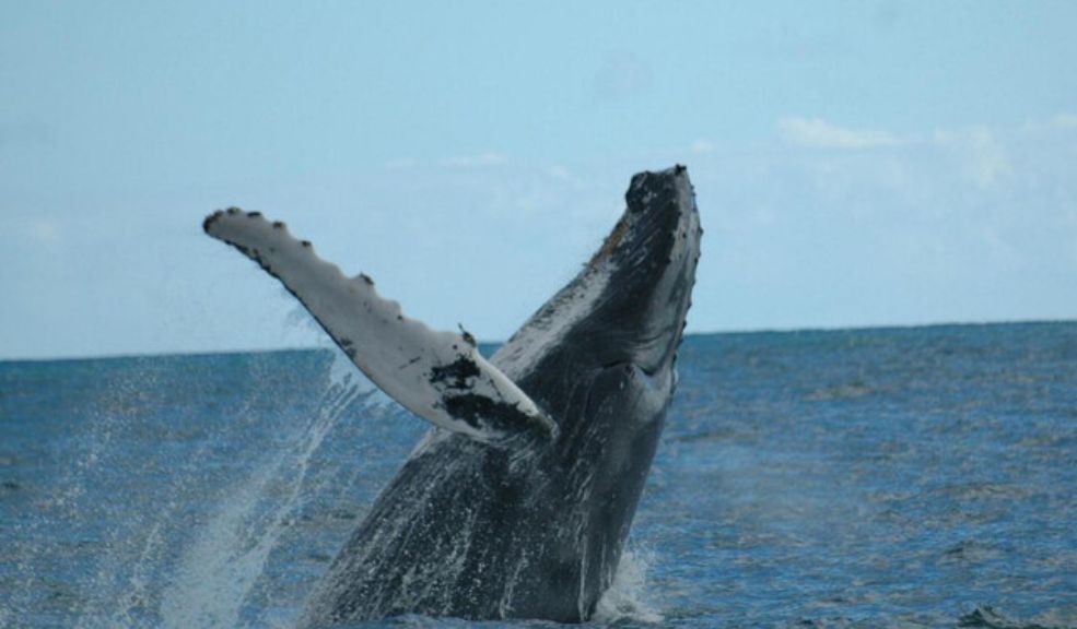 ballenas