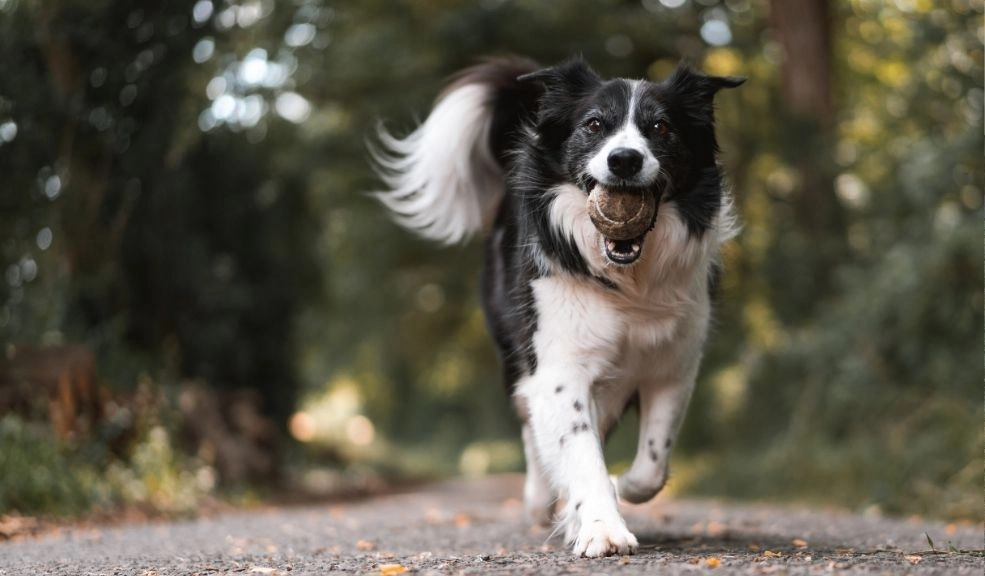 Día Mundial del Perro: más que una mascota, un héroe de cuatro patas 1 Día Mundial del Perro: más que una mascota, un héroe de cuatro patas La domesticación de los perros se remonta a más de 15.000 años, cuando los lobos se acercaron a los asentamientos humanos y, con el tiempo, se convirtieron en nuestros aliados más fieles.
