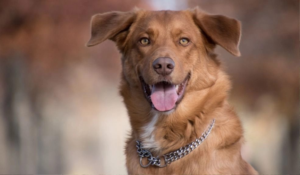 Día Mundial del Perro: más que una mascota, un héroe de cuatro patas 2 perro