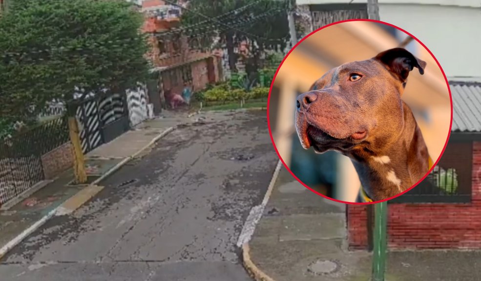 En video: niña y su padre fueron atacados brutalmente por un pitbull 4 En video niña y su padre fueron atacados brutalmente por un pitbull