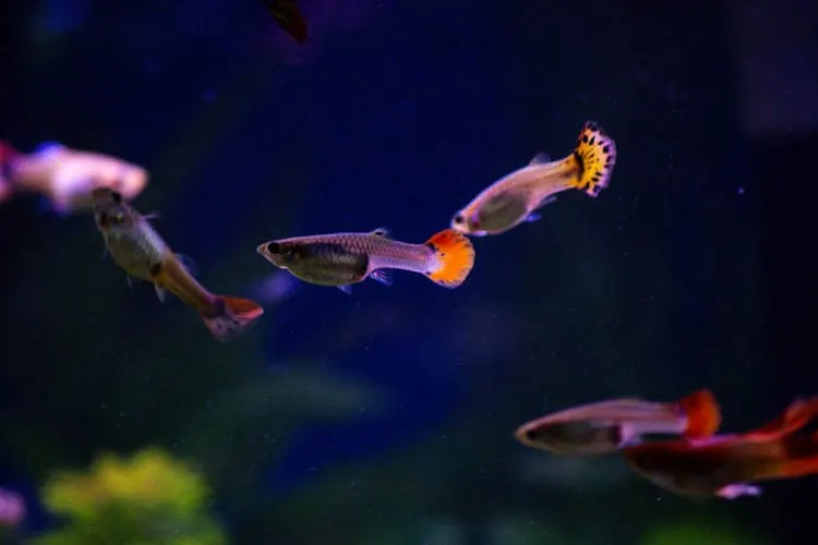 Guppys tropicales prosperan desde los 80 en las alcantarillas contaminadas de Kiev En las zonas donde el agua se estanca y los contaminantes se acumulan, ni siquiera estos peces logran sobrevivir.
