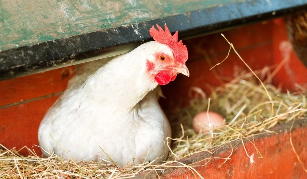 ONG expone maltrato animal en granja de Ramo y pide fin del uso de huevos en batería 1 Maltrato animal