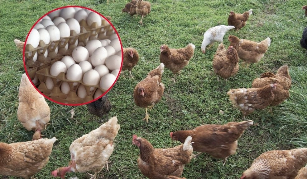 ONG expone maltrato animal en granja de Ramo y pide fin del uso de huevos en batería Según la ONG, las gallinas viven en espacios extremadamente reducidos, lo que impide su movilidad y les priva de comportamientos naturales como posarse o anidar.