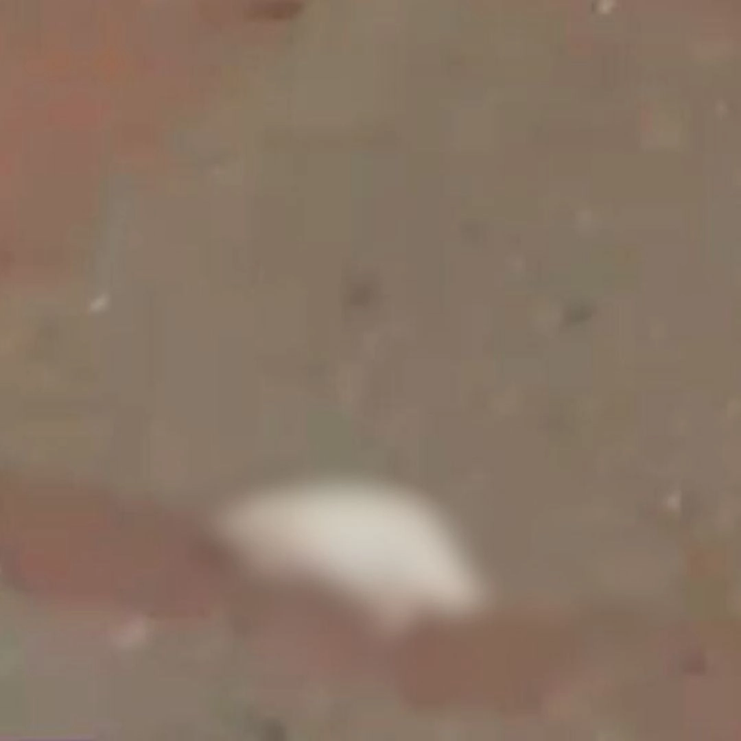 Policía agredió a ciudadano de Funza y mató a su mascota durante procedimiento 2 Policía agredió a ciudadano de Funza y mató a su mascota durante procedimiento Un ciudadano de Funza asegura haber sido agredido físicamente por la Policía en el parque principal, lo que derivó en la muerte de su mascota, un pequeño roedor.