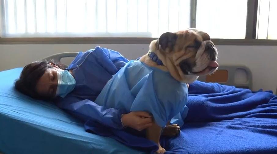 Pacientes en fin de vida podrán ver a sus mascotas en hospitales públicos 1 mascotas