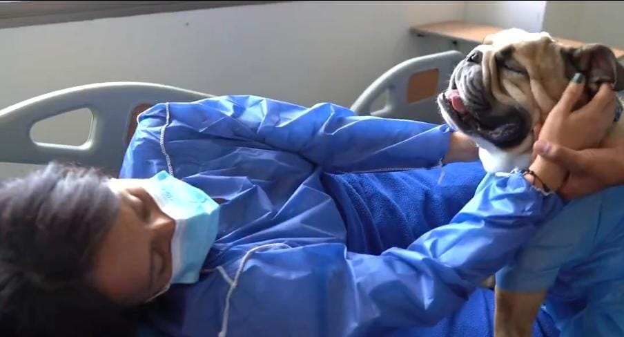 Pacientes en fin de vida podrán ver a sus mascotas en hospitales públicos 2 Pacientes en fin de vida podrán ver a sus mascotas en hospitales públicos Esta estrategia, enmarcada dentro del Modelo MAS Bienestar de la Secretaría Distrital de Salud, ya se implementa en hospitales de Suba, Usaquén, Chapinero y Engativá.