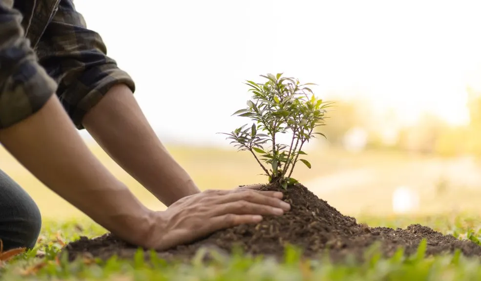 Convierta su factura del Acueducto en un árbol y ayude a sembrar vida Con el cambio masivo a la factura virtual, se podrían ahorrar 2.800.000 litros de agua y evitar la tala de 1.190 árboles anuales.