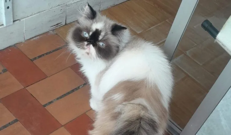En Bosa Laureles: una gata de 5 años fue víctima de robo