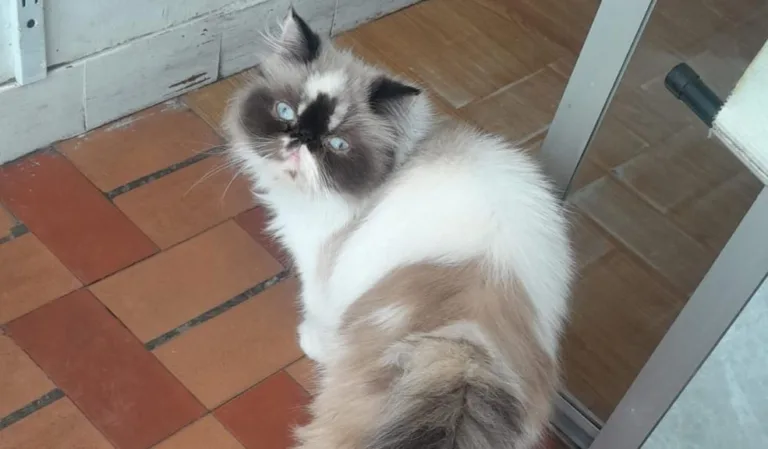 Bosa Laureles: la gata Arenita volvió a su hogar tras ser robada de un local