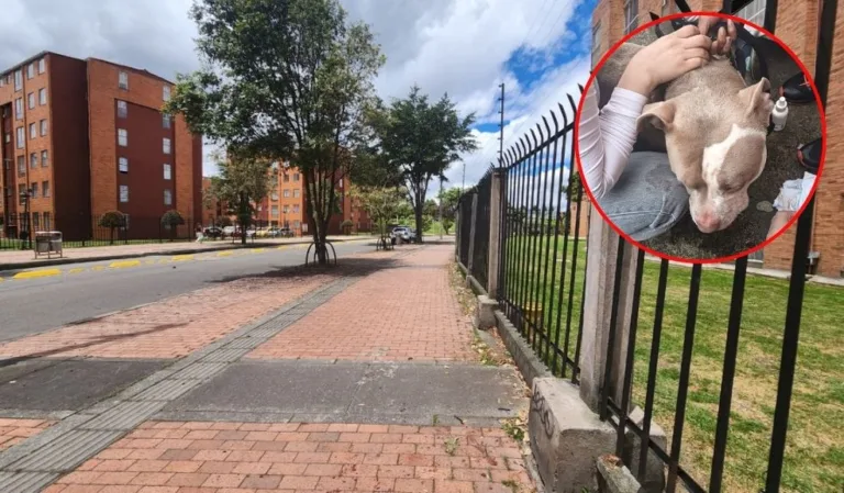 En Fontibón: pitbull atacó a niña de 8 años en conjunto residencial