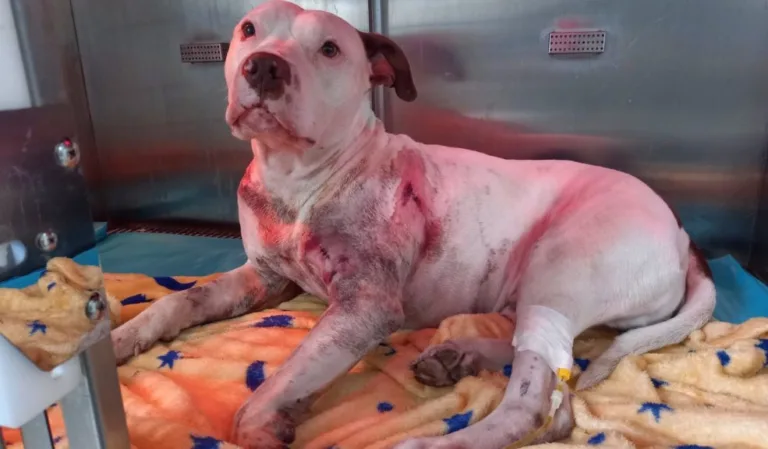 En Teusaquillo perro fue apuñalado tras defender a su dueño en un caso de intolerancia