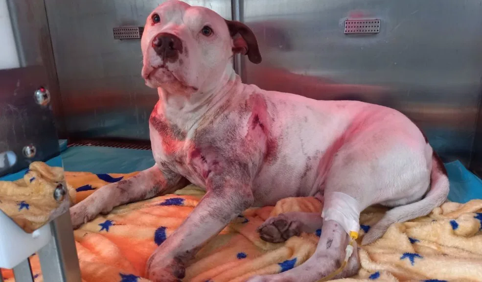 En Teusaquillo perro fue apuñalado tras defender a su dueño en un caso de intolerancia