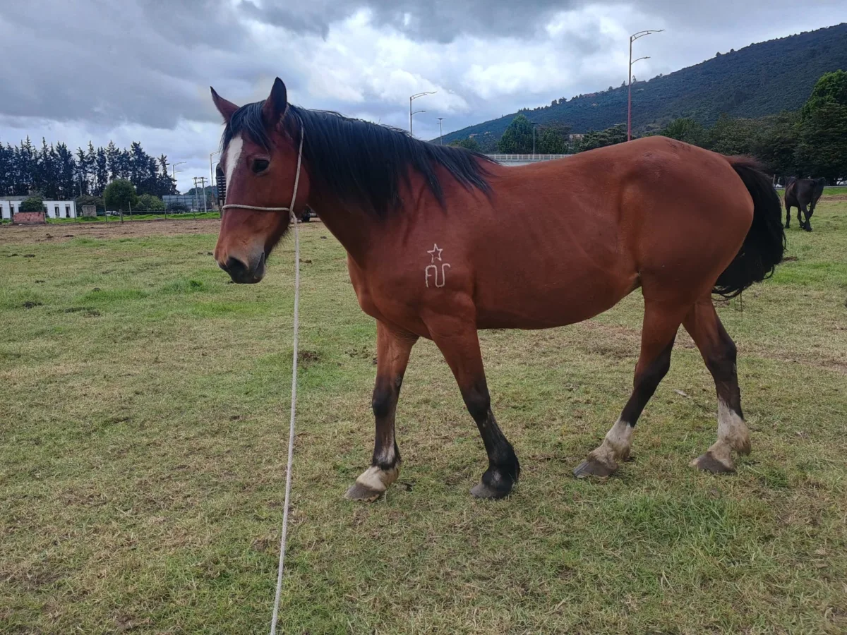 Se jubilan los héroes: caballos y perros de la Policía esperan ser adoptados en Bogotá La Alcaldía de Bogotá busca dar un hogar definitivo a 10 caballos y 3 perros que se jubilan, tras culminar su ciclo de servicio junto a la Policía y los Bomberos. Estos héroes serán adoptados.