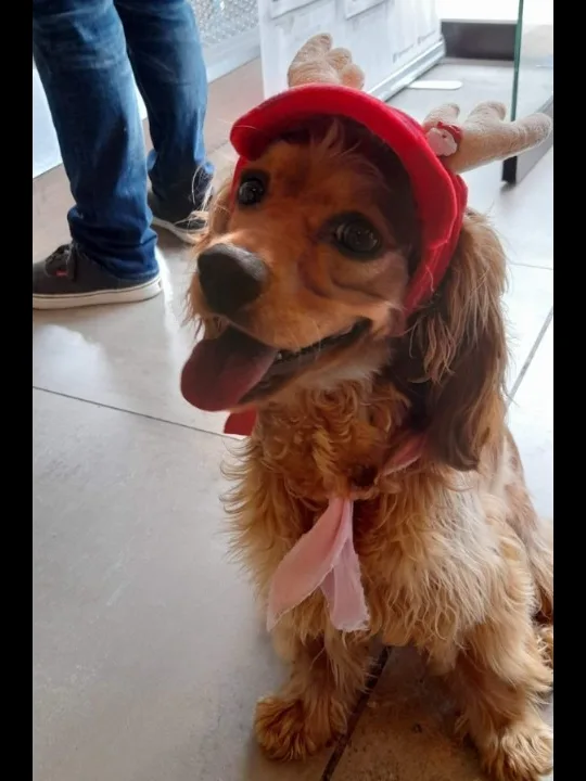 Irán a la 'cana' por matar a 'Nala' y a 'Tony' en tiendas de mascotas de Suba y Engativá 1 Irán a la 'cana' por matar a 'Nala' y a 'Tony' en tiendas de mascotas de Suba y Engativá Jueces penales condenaron a prisión a dos personas por asesinar a Nala y a Tony, dos perros, en establecimientos de mascotas ubicados en Santa Cecilia (Suba) y Bosque Popular (Engativá). Le contamos detalles del caso.