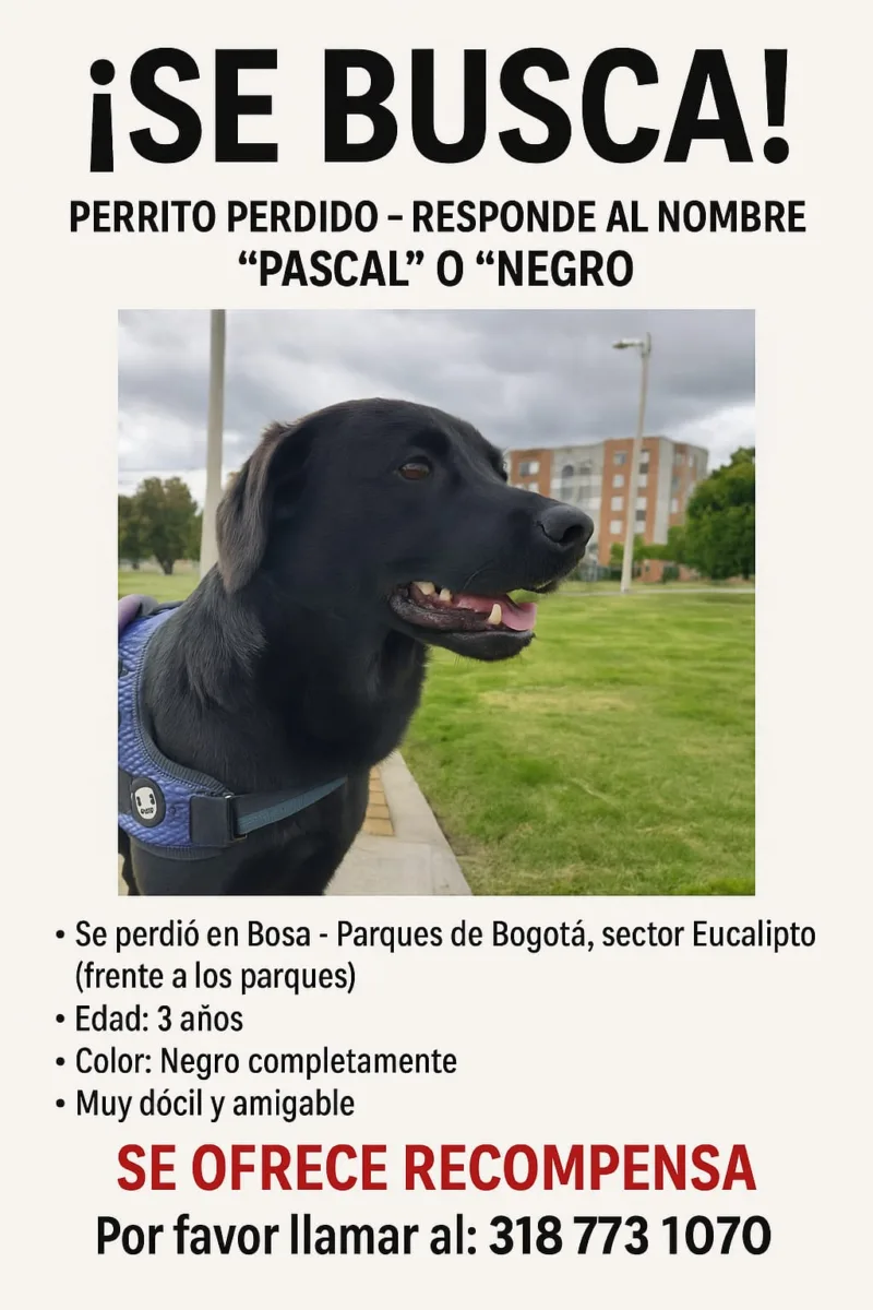 En Bosa buscan con desesperación a Pascal, un tierno y juguetón perro que está perdido 2 En Bosa buscan con desesperación a Pascal, un tierno y juguetón perro que está perdido La dueña de Pascal, un perro negro que desapareció desde el pasado lunes, en Bosa, nos conto el drama que vive al no poderlo encontrar. Pide ayuda para dar con su paradero.