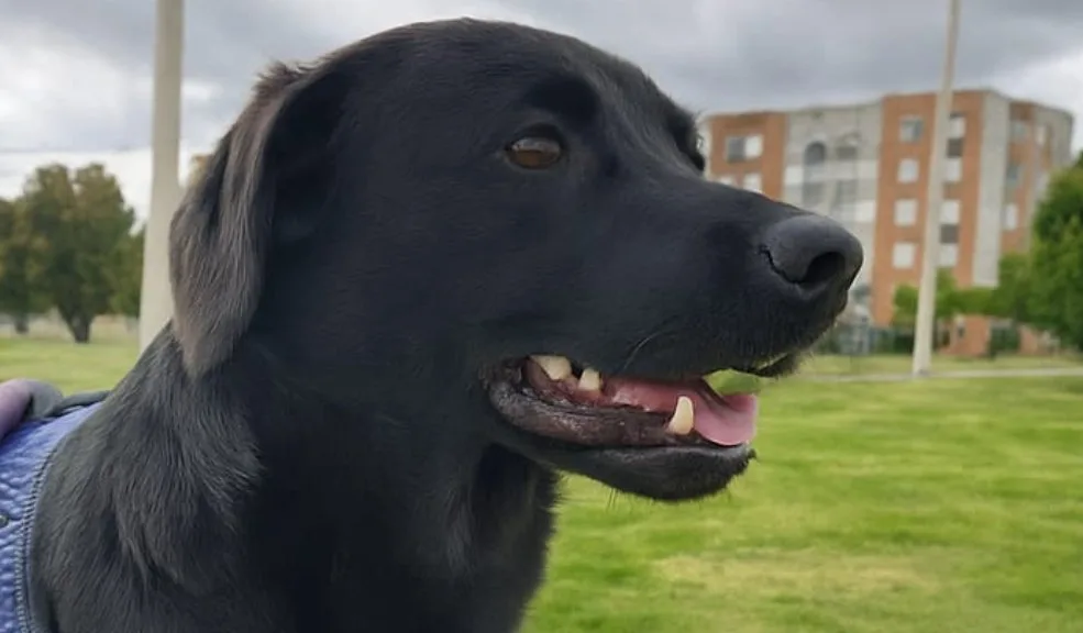 En Bosa buscan con desesperación a Pascal, un tierno y juguetón perro que está perdido La dueña de Pascal, un perro negro que desapareció desde el pasado lunes, en Bosa, nos conto el drama que vive al no poderlo encontrar. Pide ayuda para dar con su paradero.
