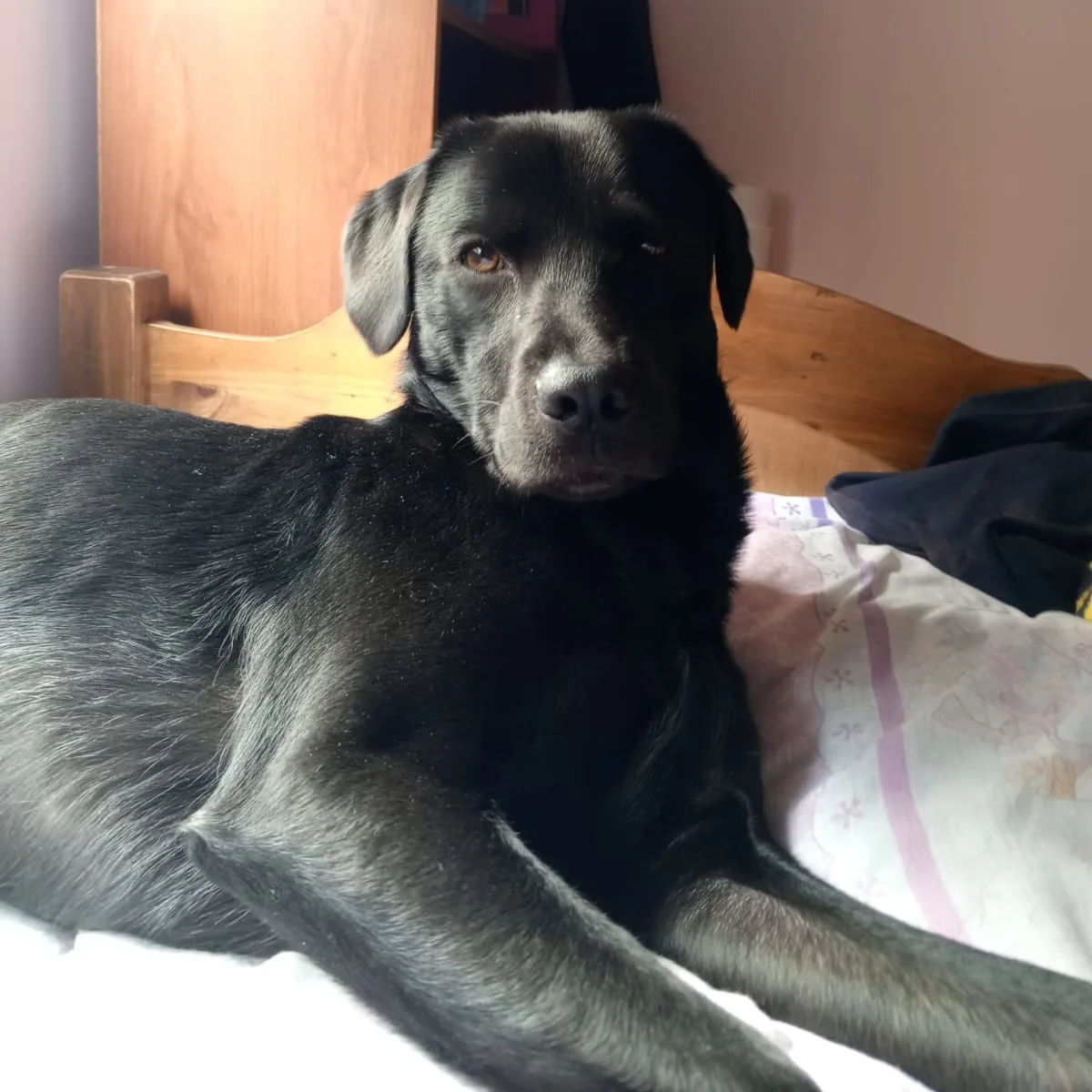 En Bosa buscan con desesperación a Pascal, un tierno y juguetón perro que está perdido 1 En Bosa buscan con desesperación a Pascal, un tierno y juguetón perro que está perdido La dueña de Pascal, un perro negro que desapareció desde el pasado lunes, en Bosa, nos conto el drama que vive al no poderlo encontrar. Pide ayuda para dar con su paradero.