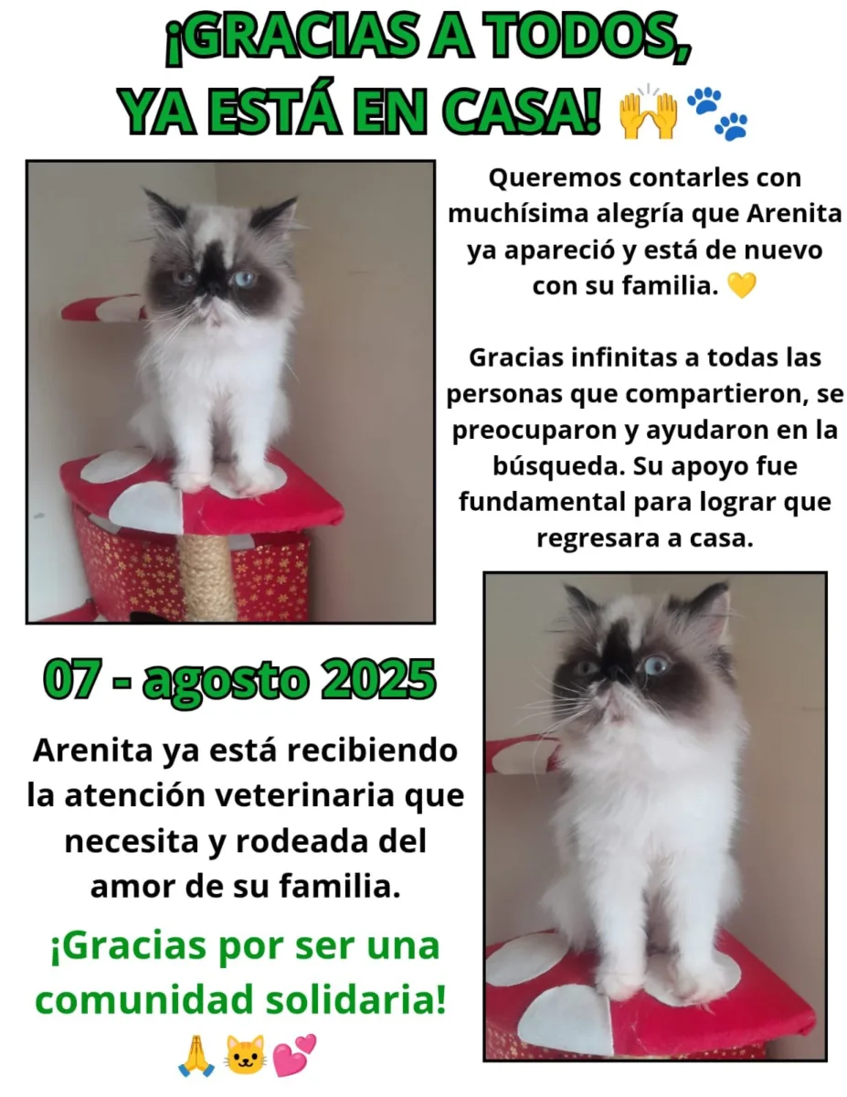 Bosa Laureles: la gata Arenita volvió a su hogar tras ser robada de un local 1 Bosa Laureles: la gata Arenita volvió a su hogar tras ser robada de un local La gata Arenita dos días después de ser raptada por un hombre en un local comercial fue de vuelta a su cada. Los detalles aquí.
