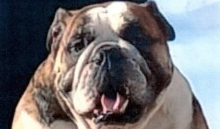 Mox no sobrevivió: domiciliario habría matado a un bulldog en medio de una riña en Suba