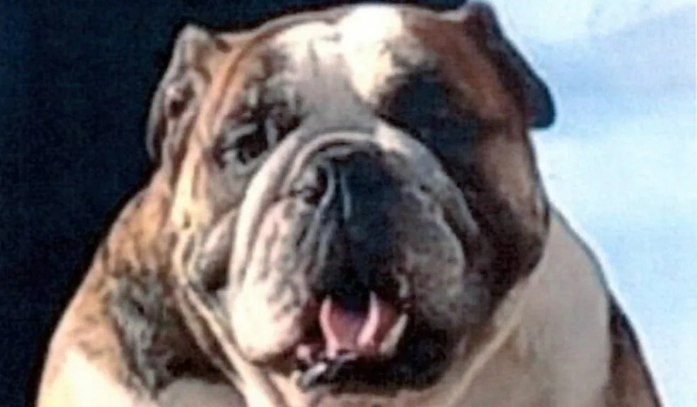 Mox no sobrevivió: domiciliario habría matado a un bulldog en medio de una riña en Suba