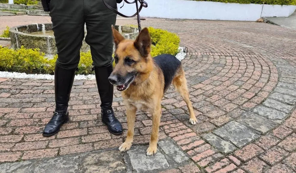 Se jubilan los héroes: caballos y perros de la Policía esperan ser adoptados en Bogotá La Alcaldía de Bogotá busca dar un hogar definitivo a 10 caballos y 3 perros que se jubilan, tras culminar su ciclo de servicio junto a la Policía y los Bomberos. Estos héroes serán adoptados.