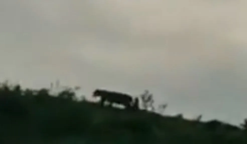 ¡Sorpresa en Viotá! Jaguar fue visto tras la muerte de dos caballos. Autoridades alertan Avistamiento de jaguar cerca de la zona rural sacudió al municipio de Viotá tras aparición de dos caballos muertos presuntamente atacados por el felino.