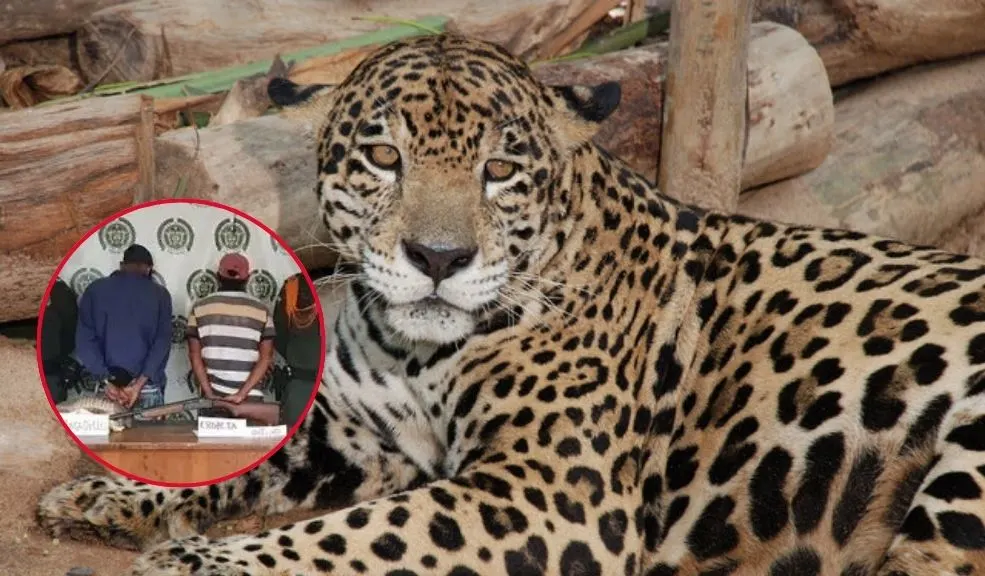 ¡Sorpresa en Viotá! Jaguar fue visto tras la muerte de dos caballos. Autoridades alertan Avistamiento de jaguar cerca de la zona rural sacudió al municipio de Viotá tras aparición de dos caballos muertos presuntamente atacados por el felino.