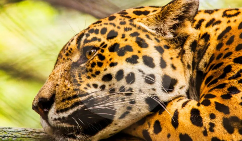 ¡Sorpresa en Viotá! Jaguar fue visto tras la muerte de dos caballos. Autoridades alertan Avistamiento de jaguar cerca de la zona rural sacudió al municipio de Viotá tras aparición de dos caballos muertos presuntamente atacados por el felino.