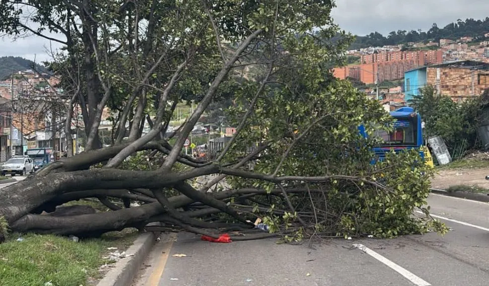 ¡Tremendo susto! Árbol cayó en vía de Usme El desplome de un árbol en la localidad de Usme, sobre la vía al Llano con calle 88B Sur afectó la movilidad en el sector. Este es el reporte.