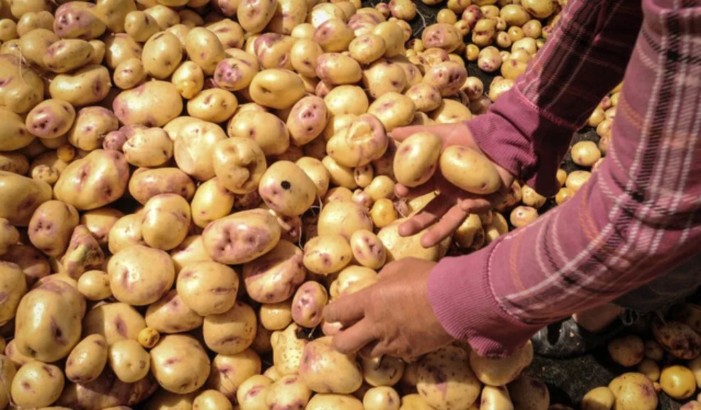Llega la 'Papatón' a Bogotá para que le compre papa fresca a los campesinos 5 Llega la 'Papatón' a Bogotá para que le compre papa fresca a los campesinos Llega la ‘Papatón’ a Bogotá, este 20 y 21 de septiembre compre papa fresca, de calidad y a buen precio, directamente de los campesinos.
