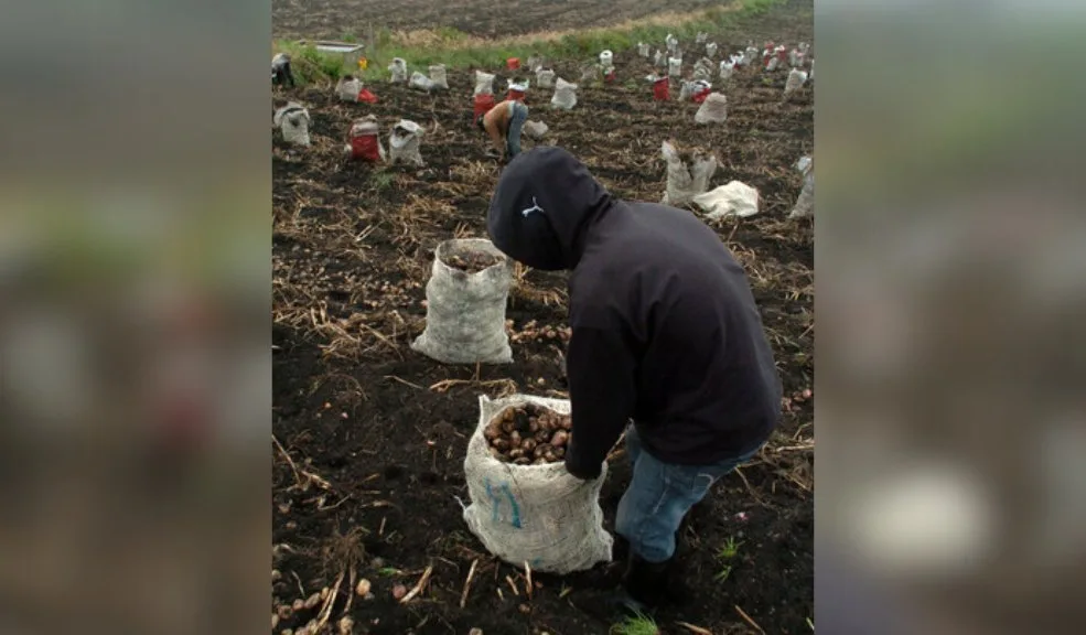 Llega la 'Papatón' a Bogotá para que le compre papa fresca a los campesinos Llega la ‘Papatón’ a Bogotá, este 20 y 21 de septiembre compre papa fresca, de calidad y a buen precio, directamente de los campesinos.