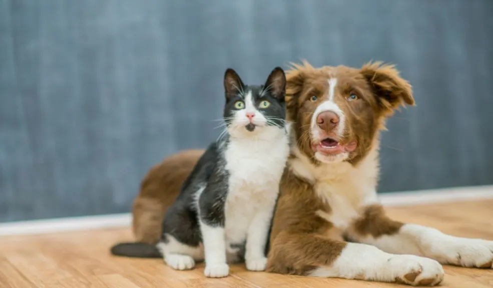 Aliste a sus peluditos: llegan las jornadas de esterilización 2 Aliste a sus peluditos: llegan las jornadas de esterilización Las jornadas de esterilización llegan con 2.000 cupos gratis para que opere a sus peluditos en el mes de septiembre.