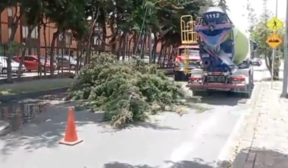 Arbol caído causa estragos en Engativa 1 Arbol caído causa estragos en Engativa Un árbol gigante se desplomó en Engativá y tumbó cables eléctricos en plena calle 87, dejando semáforos apagados y un trancón monumental al mediodía. Este es el reporte.