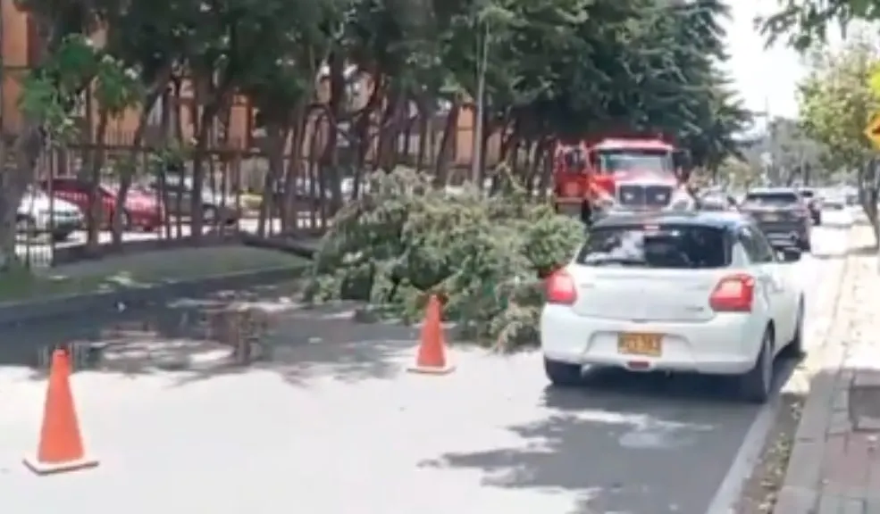 Arbol caído causa estragos en Engativa 10 Arbol caído causa estragos en Engativa Un árbol gigante se desplomó en Engativá y tumbó cables eléctricos en plena calle 87, dejando semáforos apagados y un trancón monumental al mediodía. Este es el reporte.