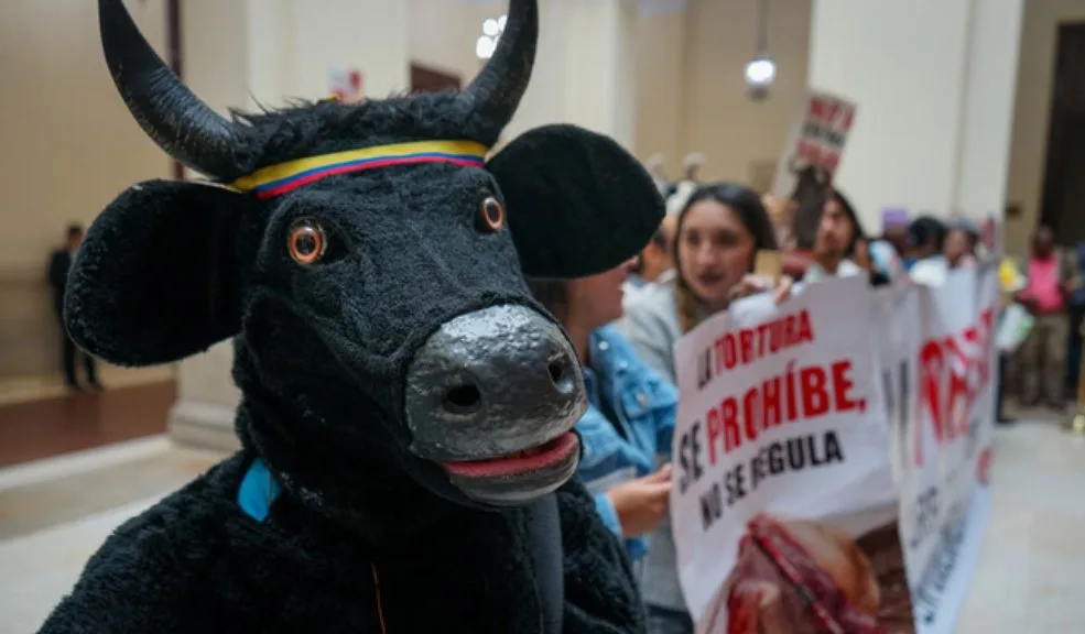 Colombia dice adiós a las corridas de toros, corralejas, coleo y peleas de gallos Por decisión de la Corte Constitucional, se declaró la prohibición de actividades como las corridas de toros, las corralejas y las peleas de gallos, entre otras donde se presente el maltrato hacia los animales. Este es su argumento.
