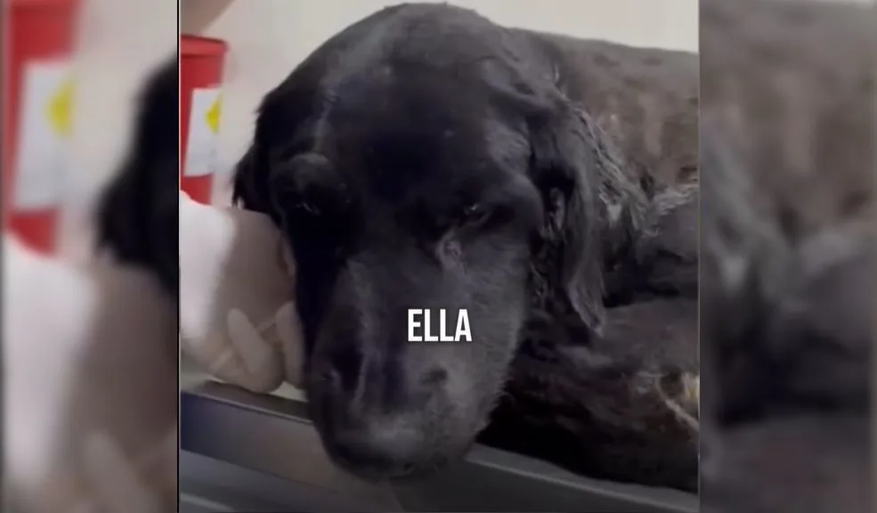 En El Codito: 'Negrita' fue apuñalada y abusada sexualmente Un aterrador acto de crueldad y maltrato animal ocurrió en una vivienda del barrio El Codito, en la localidad de Usaquén, según dio a conocer recientemente la congresista Andrea Padilla en sus redes sociales.