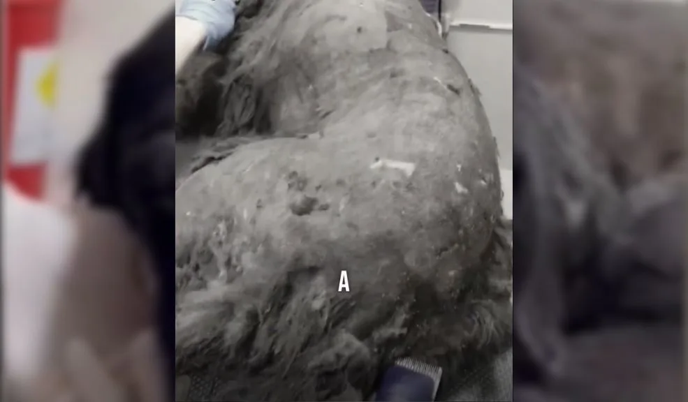 En El Codito: 'Negrita' fue apuñalada y abusada sexualmente Un aterrador acto de crueldad y maltrato animal ocurrió en una vivienda del barrio El Codito, en la localidad de Usaquén, según dio a conocer recientemente la congresista Andrea Padilla en sus redes sociales.