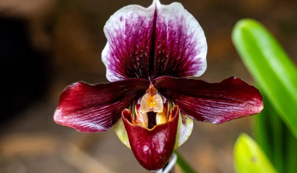 El plan es en el Jardín Botánico de Bogotá: conozca más de 800 especies de orquídeas 1 El plan es en el Jardín Botánico de Bogotá: conozca más de 800 especies de orquídeas Si es un amante de la naturaleza, de las flores y sus magníficas variedades, hay un plan imperdible en Bogotá. Del 18 al 21 de septiembre, el Jardín Botánico de Bogotá contará con la presencia de más de 800 variedades de orquídeas.