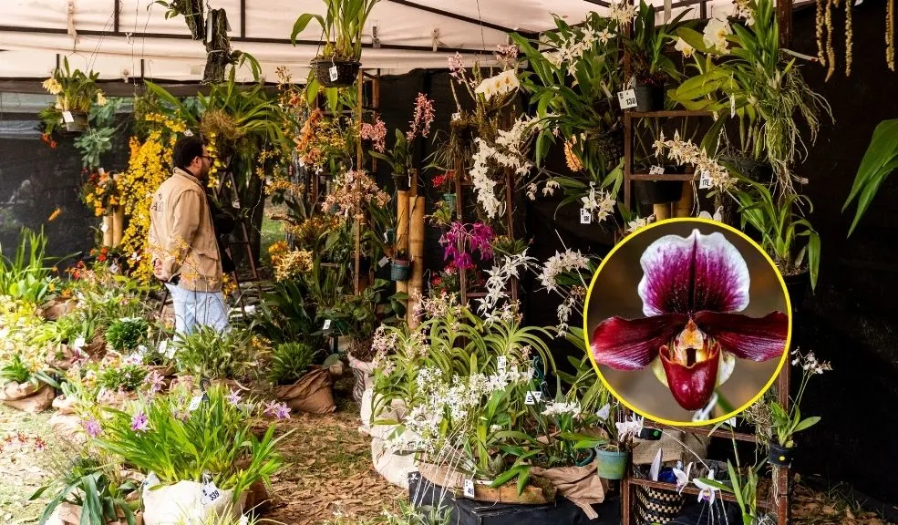 El plan es en el Jardín Botánico de Bogotá: conozca más de 800 especies de orquídeas Si es un amante de la naturaleza, de las flores y sus magníficas variedades, hay un plan imperdible en Bogotá. Del 18 al 21 de septiembre, el Jardín Botánico de Bogotá contará con la presencia de más de 800 variedades de orquídeas.