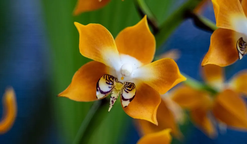 El plan es en el Jardín Botánico de Bogotá: conozca más de 800 especies de orquídeas 2 El plan es en el Jardín Botánico de Bogotá: conozca más de 800 especies de orquídeas Si es un amante de la naturaleza, de las flores y sus magníficas variedades, hay un plan imperdible en Bogotá. Del 18 al 21 de septiembre, el Jardín Botánico de Bogotá contará con la presencia de más de 800 variedades de orquídeas.