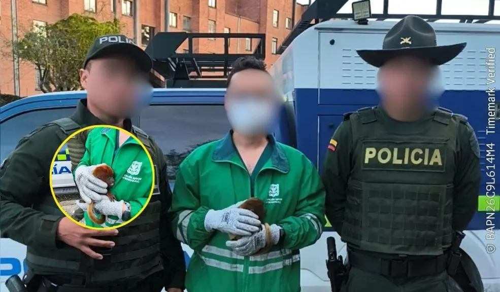 En Fontibón rescatan a mono aullador bebé que estaba en cautiverio La lucha contra el cautiverio de la fauna silvestre continúa. En las últimas horas, la Secretaría de Ambiente logró rescatar a un mono aullador bebé en la localidad de Fontibón.