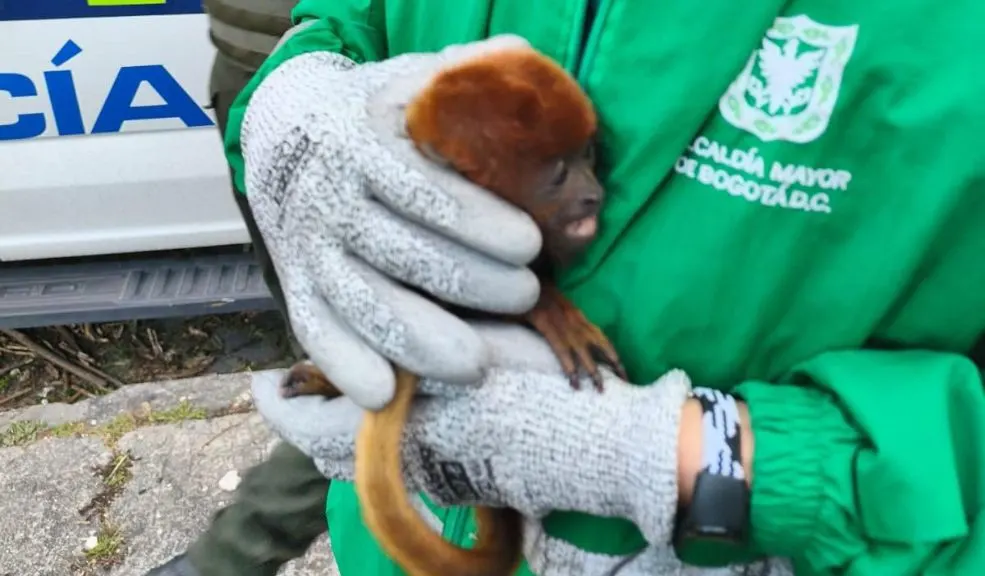 En Fontibón rescatan a mono aullador bebé que estaba en cautiverio 1 En Fontibón rescatan a mono aullador bebé que estaba en cautiverio La lucha contra el cautiverio de la fauna silvestre continúa. En las últimas horas, la Secretaría de Ambiente logró rescatar a un mono aullador bebé en la localidad de Fontibón.