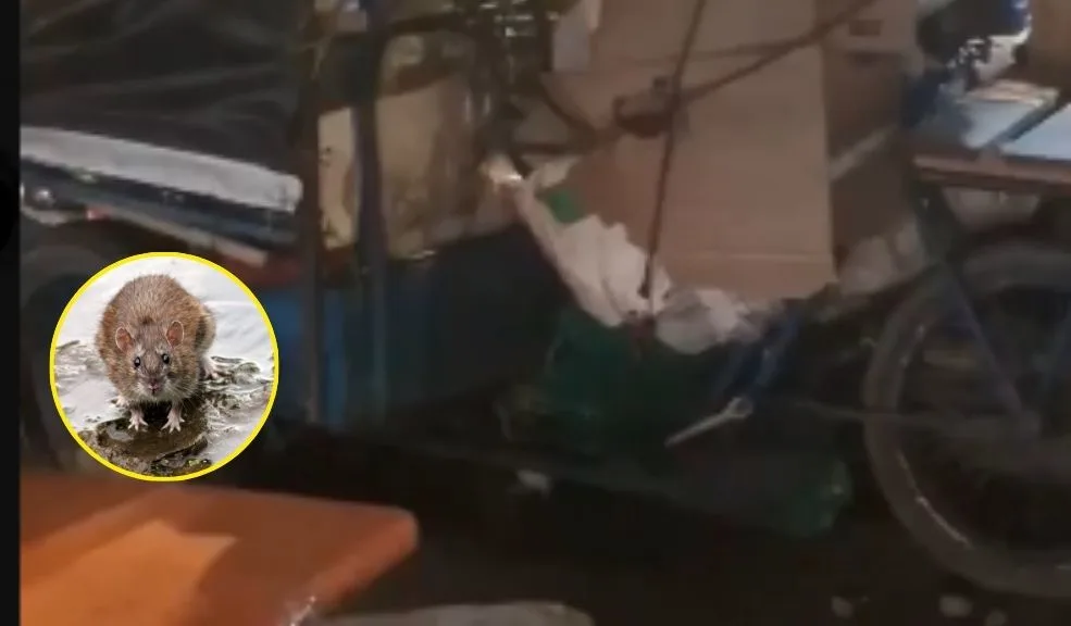 Hallan nido de ratas junto a comida callejera en el norte de Bogotá Una pareja de ciudadanos denunció por medio de redes sociales un nido de ratas debajo de los puestos callejeros ubicados en el norte de Bogotá.