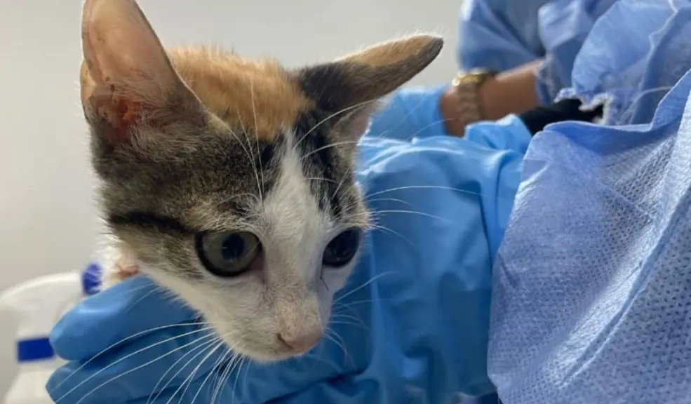Prepare a sus peluditos: en Bogotá abren 10.000 cupos de esterilización gratis Si se quedó sin cupo para esterilizar a su peludito en septiembre, la Alcaldía Mayor de Bogotá y el Instituto Distrital de Protección y Bienestar Animal (IDPYBA) habilitaron, en esta versión de octubre, 10.000 cupos para que más peluditos accedan a los beneficios.