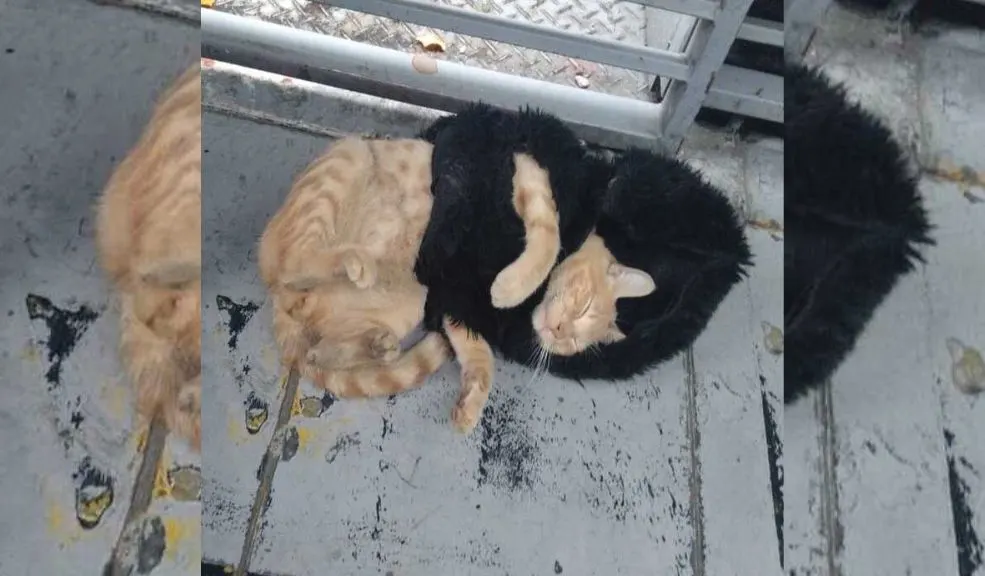 Rescatan animalitos explotados para la mendicidad en TransMilenio 1 Rescatan animalitos explotados para la mendicidad en TransMilenio A raíz del rescate de un perro y un gato que eran explotados para la mendicidad en TransMilenio, el Distrito anunció la creación del Bloque de Atención y Rescate (BAR).