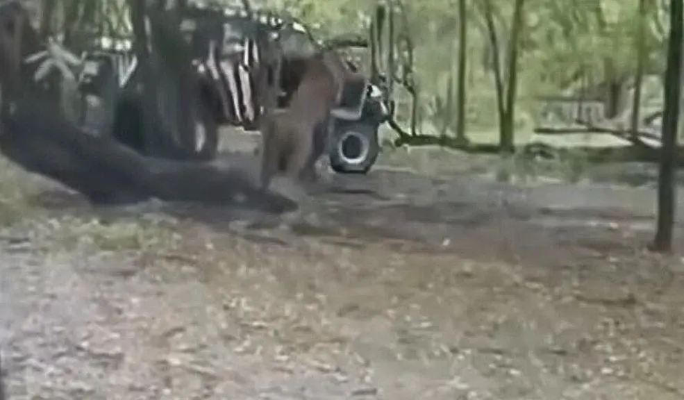 Un guarda de un zoológico de Tailandia muere devorado por leones 1 Un guarda de un zoológico de Tailandia muere devorado por leones Un empleado del zoológico Safari World Bangkok murió devorado por leones, según informaron las autoridades de Tailandia.