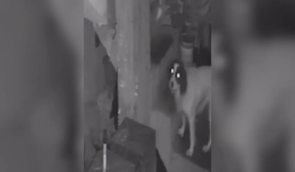 ¡Ángel de cuatro patas! Perra desactivó un explosivo lanzado a la casa de un periodista 1 ¡Ángel de cuatro patas! Perra desactivó un explosivo lanzado a la casa de un periodista En Huaral, Perú, una perrita llamada Manchis se convirtió en una heroína al evitar que un cartucho de dinamita explotara dentro de la vivienda de una familia.