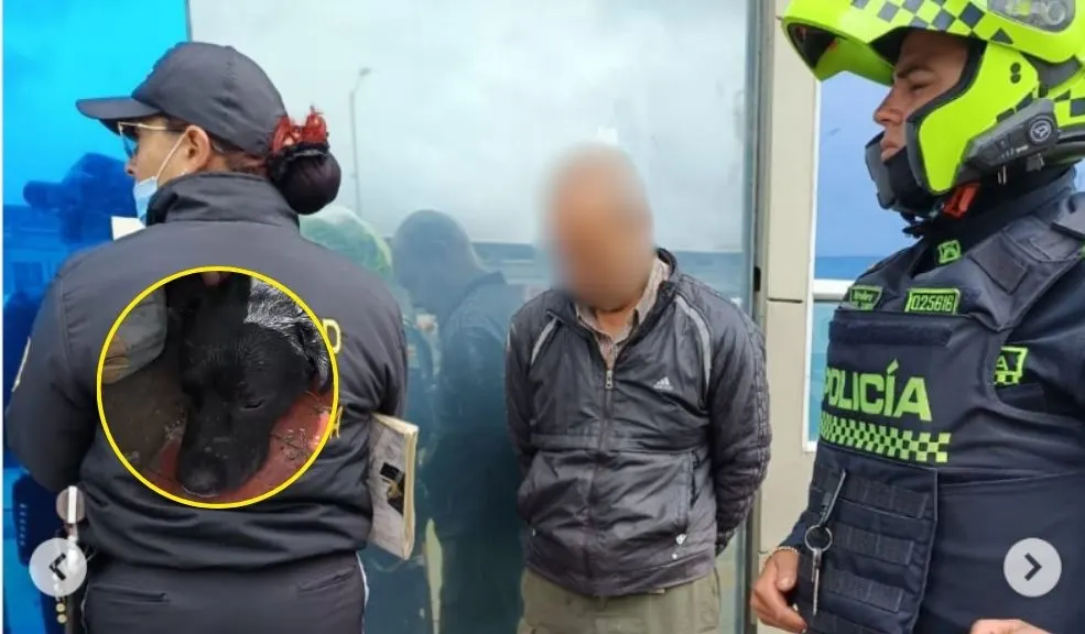 En Ciudad Bolívar: hombre que abusaba sexualmente de perritos irá a la cárcel En un hecho sin precedentes, un hombre de 66 años fue enviado a prisión por un juez de control de garantías, señalado de abusar sexualmente de perros en Ciudad Bolívar.